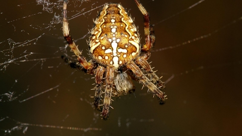 Garden Spider Hampshire And Isle Of Wight Wildlife Trust