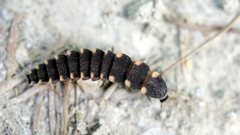 Glow-worm