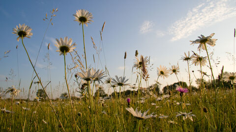 Oxeye Daisy © David Kilbey