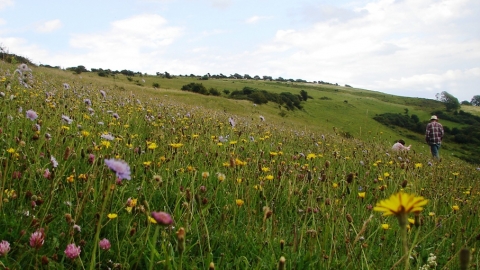 Arreton Down Nature Reserve