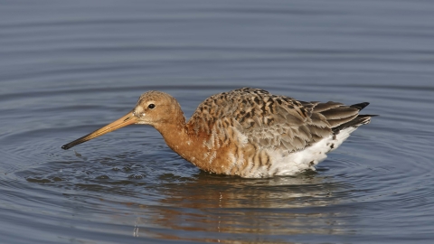 Black-tailed Godwit in summer plumage
