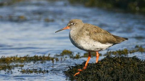 Redshank