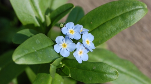 Water Forget-me-not