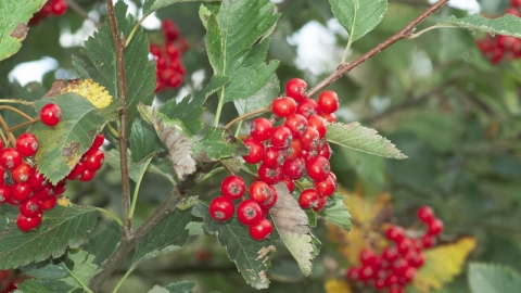 Common Whitebeam