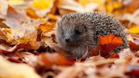 Hedgehog © Tom Marshall