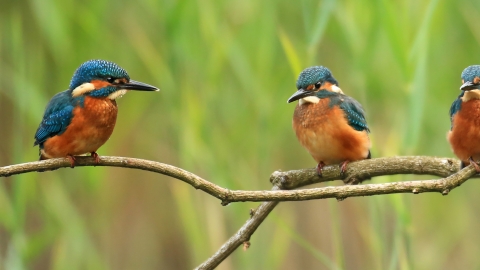 Kingfishers © Jon Hawkins - Surrey Hills Photography