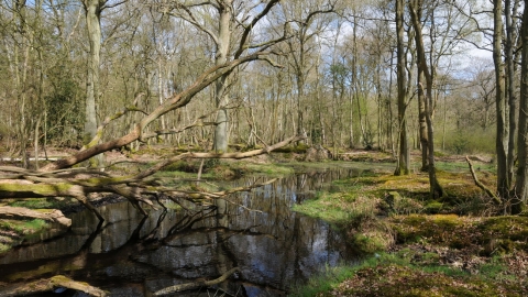 Bartley Heath Pond by Jonathan Oakley