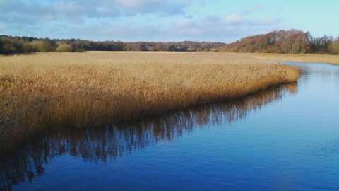 Lymington Reedbeds by Mark Heighes