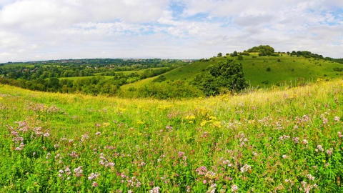 St Catherine's Hill, Winchester, by Ed Merritt