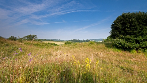 Noar Hill by Ian Cameron Reid