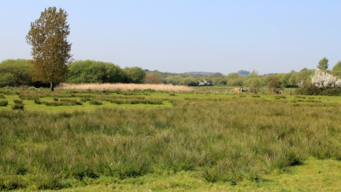 Sandown Meadows by Caroline Meech