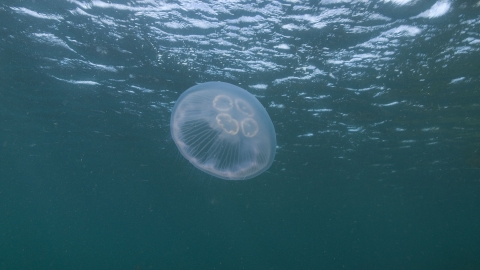 Moon Jellyfish