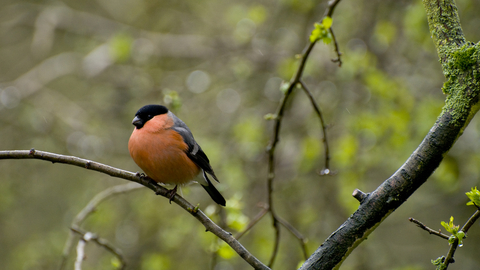 Bullfinch