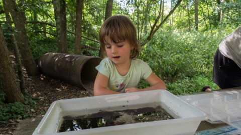 Child pond-dipping at Blashford Lakes nature reserve