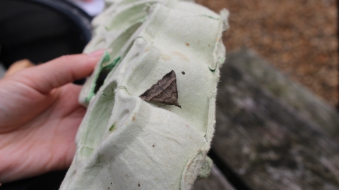 Moth trapping at Wildlife Rangers
