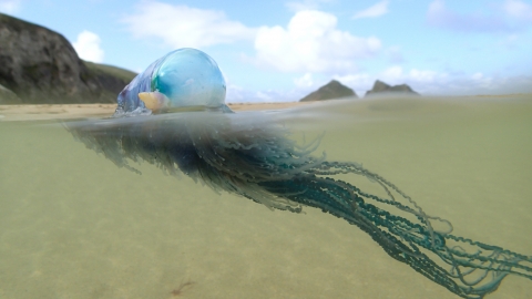 Portuguese Man O'War | Hampshire and Isle of Wight Wildlife Trust