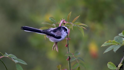 Long Tailed Tit © John Windust