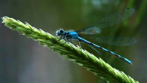 Common blue damselfly