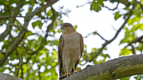 Sparrowhawk © Russ Valentine