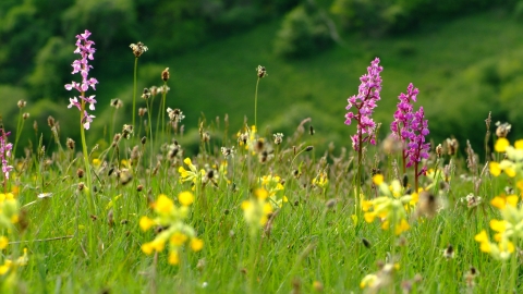 Early purple orchids and cowslips