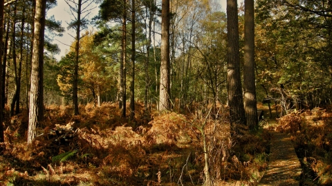 Baddesley Common, by Steve Page