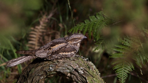 Nightjar