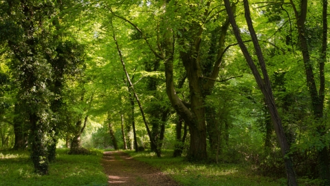 Chappetts Copse by Mark Heighes