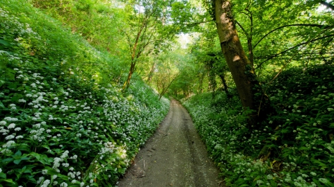 Coulters Dean nature reserve by Ian Cameron-Reid