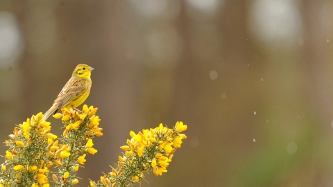 Yellowhammer 