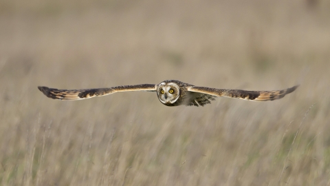 Short eared owl © John Hilton
