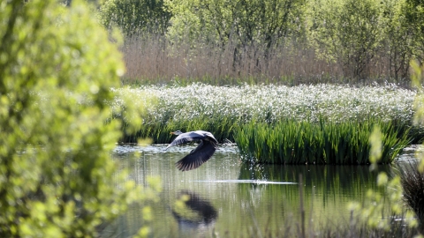 Heron at Fishlake © Roger Betteridge