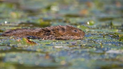 Water vole swimming