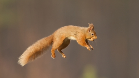 Red squirrel © Peter Cairns/2020VISION