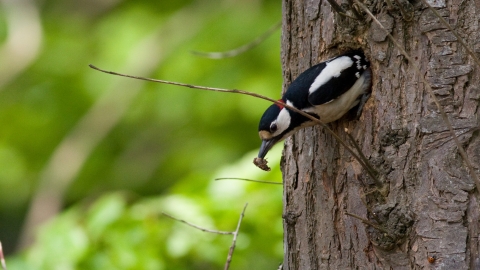 Great spotted woodpecker © David Kilbey