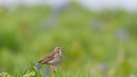 Meadow pipit © David Kilbey