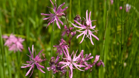 Ragged-robin © David Kilbey