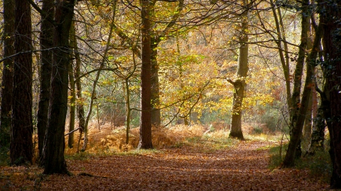 Pamber Forest © Mark Emery