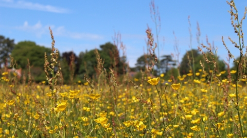 Hoe Road Meadow © Lianne de Mello