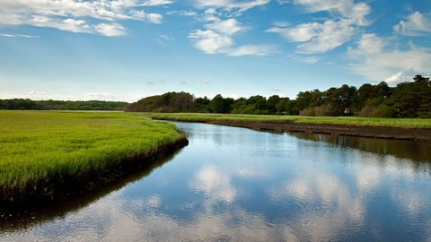 Lymington reed beds