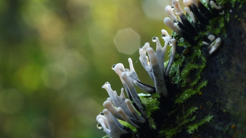 Candle snuff fungus