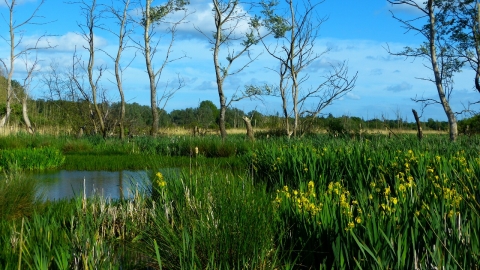 Fishlake Meadows in summer