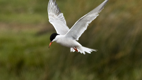 Common tern at Keyhaven Marshes