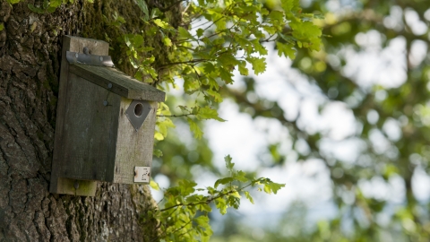Bird nest box © Ross Hoddinott