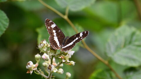 White admiral butterfly