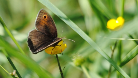 Meadow Brown © Amy Lewis