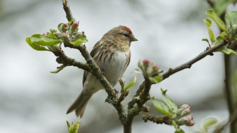 Redpoll © Mark Hamblin/2020VISION