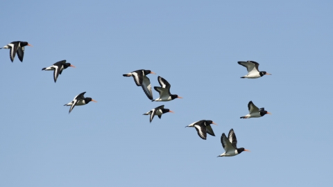 Oystercatchers ©Terry Whittaker/2020VISION