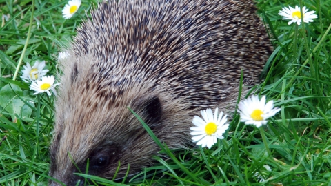 Help our Hedgehogs talk, South Downs Group