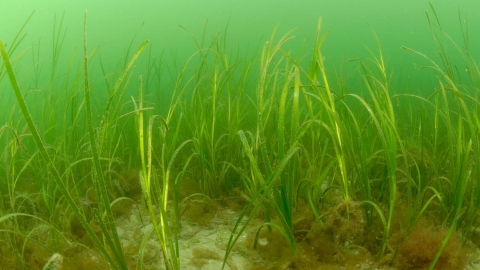 Seagrass bed