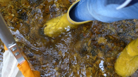River dipping in the Dockens Water © T Standish